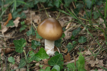 Amanitopsis vaginata