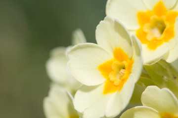 Obraz premium Primula
