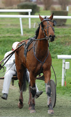 cheval de trot © beatrice prève