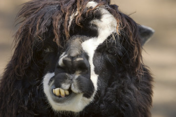 Alpaca's face