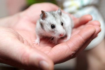 Hamster on palm