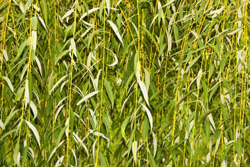 Willow leaves