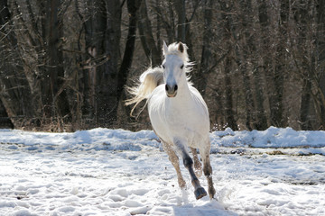 Fototapeta na wymiar Pomijanie białym koniu