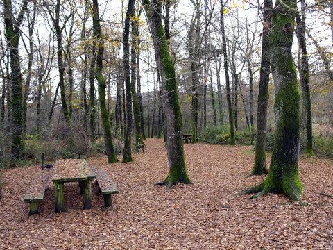 oto&ntilde;o