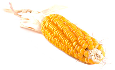 A dry corn isolated on white