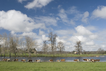 VACAS