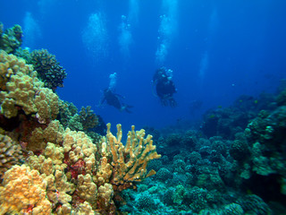 Fototapeta na wymiar Scuba Divers returng z nurkowania