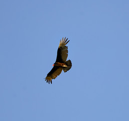 Turkey Vulture  Soaring Overhead