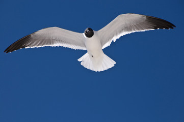 Seagull Flying
