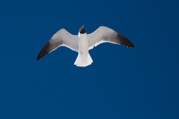 Seagull Flying