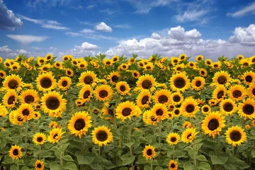 Fototapeten Sunflower Farmland With Blue Cloudy Sky © Katrina Brown