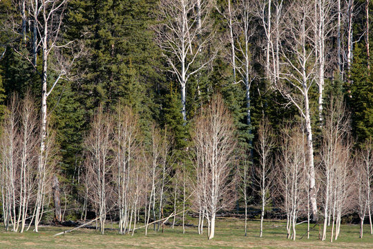 Kaibab National Forest, Arizona, USA..