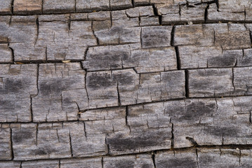 Texture of Old Dry Tree 15