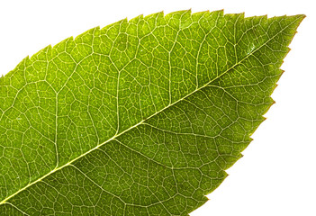 leaf