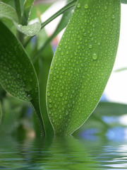 gouttes de pluie sur lucky bambou