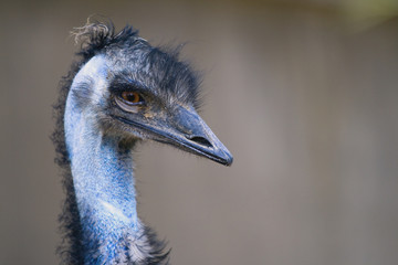 a portrait of an ugly bird