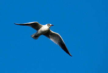 seagull