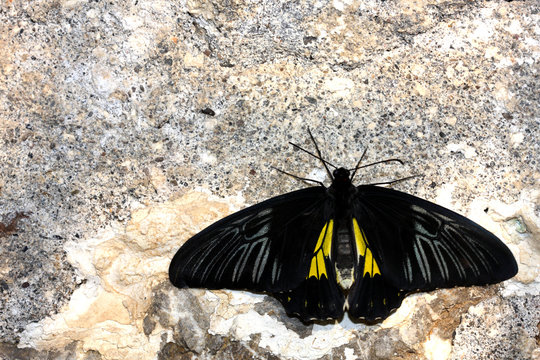 Butterfly on the wall