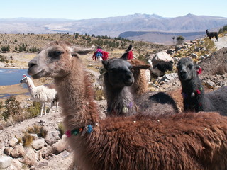 lama © gaelj