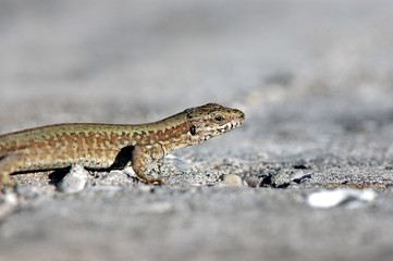 lizard