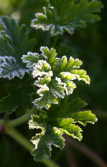 feuille de bégonia gelée