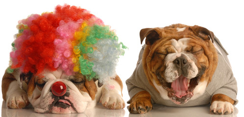 bulldog laughing at another dog dressed up with clown wig