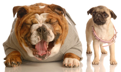 bulldog laughing at pug puppy wearing collar that is too big