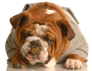 Fototapeta premium english bulldog smoking large cigar