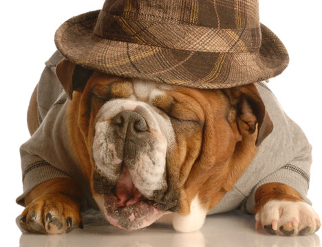 english bulldog wearing plaid fedora