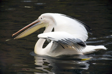 White Pelican