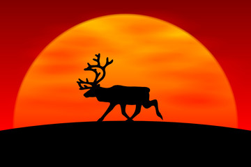 elch im sonnenuntergang