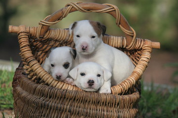 trois chiots jack russel terrier dans un panier