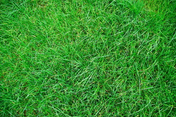 grass texture