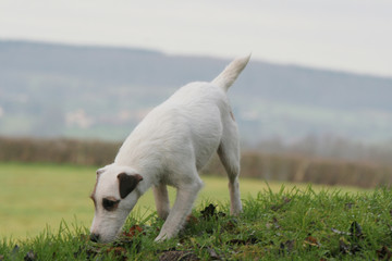 le parson russel terrier en train de sentir de l'herbe