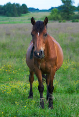 Fototapeta premium horse on meadow