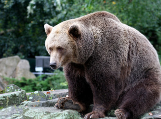 Portrait of Brown Bear