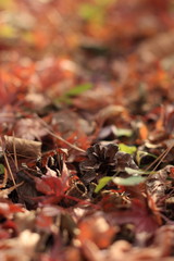 落ち葉と松ぼっくり