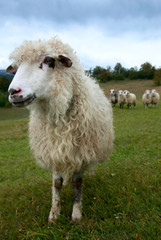 Fototapeta premium Sheep in mountain