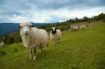 Obraz premium Sheep in mountain
