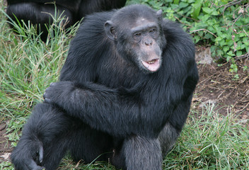 Monkey Busines - Gorilla #1