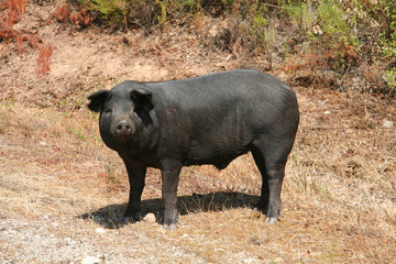 Cochon sauvage en Corse