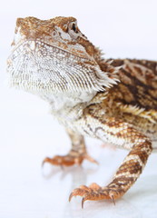 Bartagame