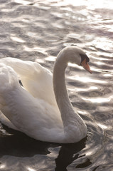 White swan