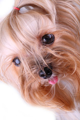 Naklejka premium Yorkshire Terrier