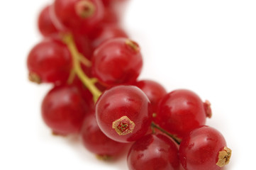 red currant on white background