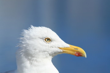 albatros