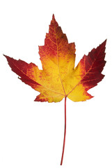 maple leaf on white