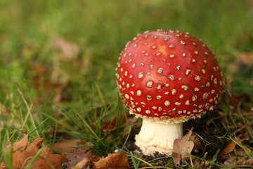 Autumn scene: toadstool