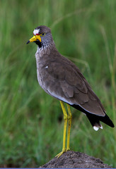 African bird 2008 #13