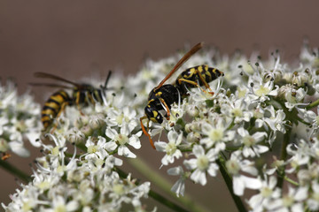 Wespe auf Wiesenkerbel